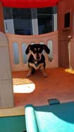 Doxie in Playhouse