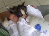 Kitten with bottle